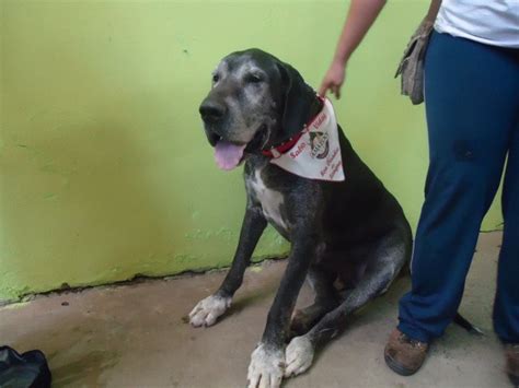 cão engatado & cachorro fica engatado com a mulher ...